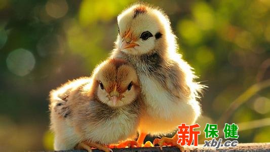 柴雞比肉雞更有營養(yǎng)嗎